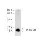 PDE6G/H Antibody (A-2) - Western Blotting - Image 72811 