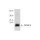 PDE6G/H Antibody (A-2) - Western Blotting - Image 304987