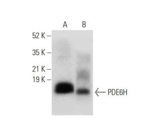 PDE6H Antibody (G-2) - Western Blotting - Image 304986
