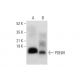 PDE6H Antibody (G-2) - Western Blotting - Image 304986