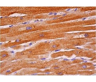 PDE7A1/2 Antibody (H-7) - Western Blotting - Image 384644 