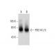 PDE7A1/3 Antibody (F-5) - Western Blotting - Image 132731 