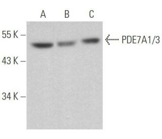 PDE7A1/3 Antibody (F-5) - Western Blotting - Image 358957 