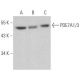 PDE7A1/3 Antibody (F-5) - Western Blotting - Image 358957 