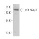 PDE7A1/3 Antibody (F-5) - Western Blotting - Image 364104