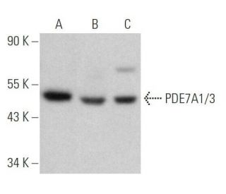 PDE7A1/3 Antibody (F-8) - Western Blotting - Image 358954 