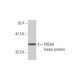 PDE8A Antibody (1H6) - Western Blotting - Image 348563