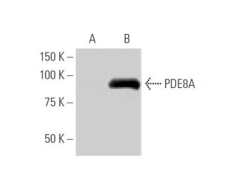western blotting image from recommended PDE8A (1H6) monoclonal antibody replacement. Image 347564