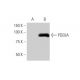 western blotting image from recommended PDE8A (1H6) monoclonal antibody replacement. Image 347564