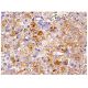 PDE9A Antibody (D-7) - Immunohistochemistry - Image 157955 