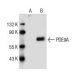 PDE9A Antibody (D-7) - Western Blotting - Image 154939