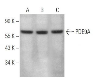 PDE9A Antibody (D-7) - Western Blotting - Image 372500 
