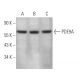PDE9A Antibody (D-7) - Western Blotting - Image 372500 