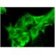 PDE9A Antibody (E-2) - Immunofluorescence - Image 296367 