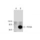 PDE9A Antibody (E-2) - Western Blotting - Image 136225 