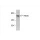 PDE9A Antibody (E-2) - Western Blotting - Image 393555