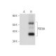PDE9A Antibody (G-4) - Western Blotting - Image 72861