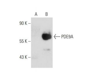 PDE9A Antibody (G-4) - Western Blotting - Image 131853 