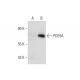 PDE9A Antibody (G-4) - Western Blotting - Image 131851 