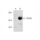 PDE9A Antibody (G-4) - Western Blotting - Image 131853 