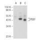 PDEF Antibody (G-10) - Western Blotting - Image 109550