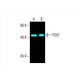 PDEF Antibody (G-10) - Western Blotting - Image 393408 