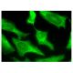 PDGF-A Antibody (A-1) - Immunofluorescence - Image 293810 