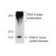 PDGF-A Antibody (A-1) - Western Blotting - Image 288021