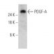 PDGF-A Antibody (A-1) - Western Blotting - Image 356229 