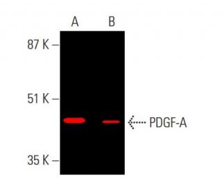 PDGF-A Antibody (E-10) - Western Blotting - Image 385465