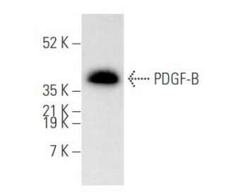 PDGF-B Antibody (C-5) - Western Blotting - Image 354660 