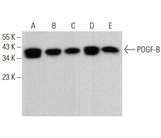 western blotting image from recommended PDGF-B (F-3) monoclonal antibody replacement. Image 380703
