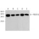western blotting image from recommended PDGF-B (F-3) monoclonal antibody replacement. Image 380703
