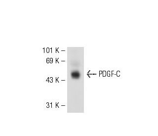 western blotting image from recommended PDGF-C (KJ-13) monoclonal antibody replacement. Image 54964