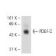 western blotting image from recommended PDGF-C (KJ-13) monoclonal antibody replacement. Image 54964