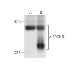 PDGF-D Antibody (E-3) - Western Blotting - Image 59319