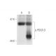 PDGF-D Antibody (E-3) - Western Blotting - Image 59319