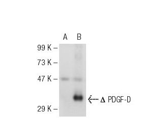 PDGF-D Antibody (E-7) - Western Blotting - Image 55429 