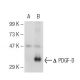 PDGF-D Antibody (E-7) - Western Blotting - Image 55429 