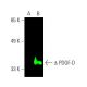 PDGF-D Antibody (E-7) - Western Blotting - Image 388244