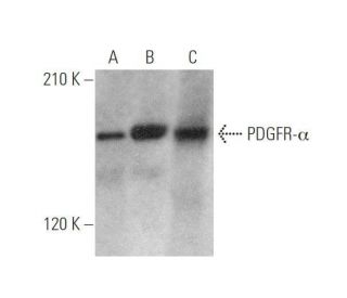 western blotting image from recommended PDGF Receptor alpha/PDGFRA (C-9) monoclonal antibody replacement. Image 350025