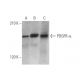 western blotting image from recommended PDGF Receptor alpha/PDGFRA (C-9) monoclonal antibody replacement. Image 350025