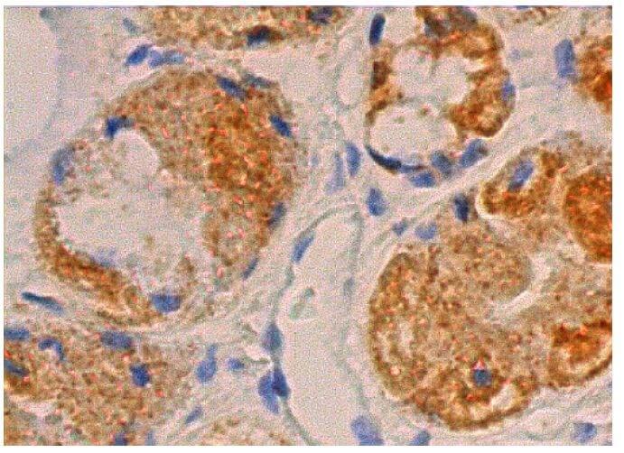 ペルフェクト ギャラクシーチャージャー 支配の精霊ペルフェクト 4枚 ギャラクシーチャージャー 支配の