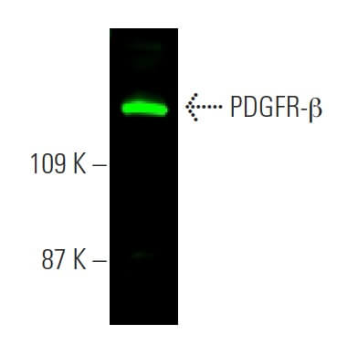 pdgfr-beta-antibody-d-6-