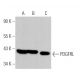 PDGFRL Antibody (F-2) - Western Blotting - Image 366487 