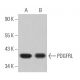 PDGFRL Antibody (F-2) - Western Blotting - Image 366492
