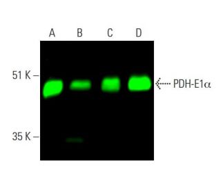 PDH-E1α Antibody (D-6) - Western Blotting - Image 381507