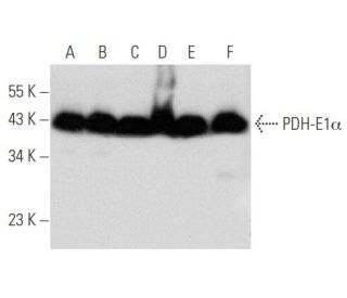 PDH-E1α Antibody (D-6) - Western Blotting - Image 356589