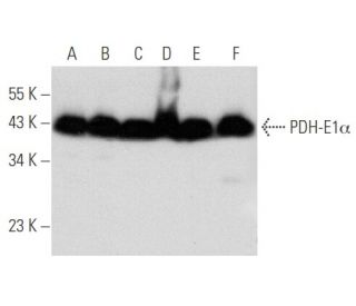 PDH-E1&alpha; Antibody (D-6) - Western Blotting - Image 356589 