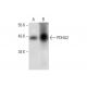PDHA2 Antibody (B-3) - Western Blotting - Image 293053
